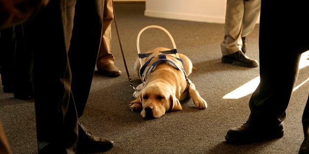 En ledarhund i arbete. Hunden ligger ner och väntar. Foto