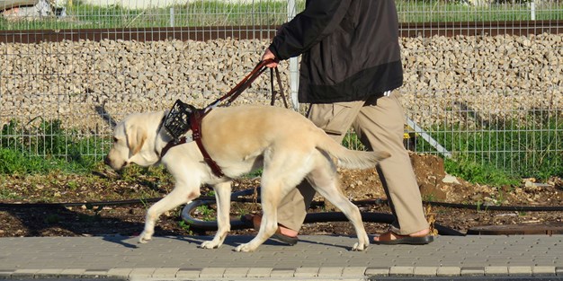 En ledarhund i arbete. Foto